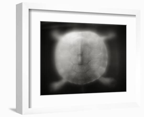 Shell of a Turtle-Henry Horenstein-Framed Photographic Print