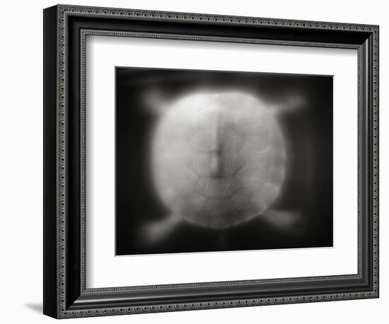 Shell of a Turtle-Henry Horenstein-Framed Photographic Print