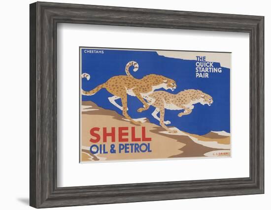 Shell Oil & Petrol Cheetahs-null-Framed Art Print