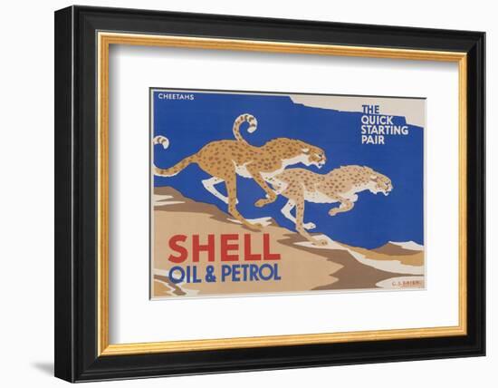 Shell Oil & Petrol Cheetahs-null-Framed Art Print