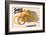 Shell Oil & Petrol Favourites-null-Framed Art Print