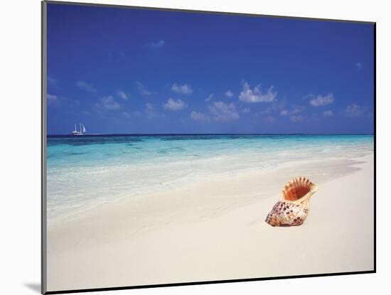 Shell on a Deserted Beach, Maldives, Indian Ocean-Papadopoulos Sakis-Mounted Photographic Print