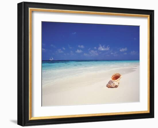 Shell on a Deserted Beach, Maldives, Indian Ocean-Papadopoulos Sakis-Framed Photographic Print