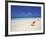 Shell on a Deserted Beach, Maldives, Indian Ocean-Papadopoulos Sakis-Framed Photographic Print