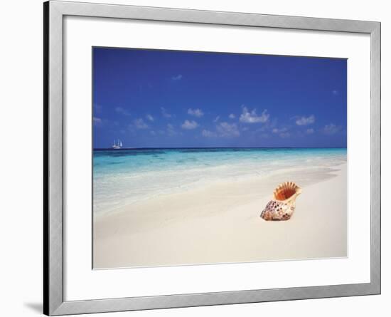 Shell on a Deserted Beach, Maldives, Indian Ocean-Papadopoulos Sakis-Framed Photographic Print