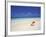 Shell on a Deserted Beach, Maldives, Indian Ocean-Papadopoulos Sakis-Framed Photographic Print