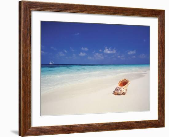 Shell on a Deserted Beach, Maldives, Indian Ocean-Papadopoulos Sakis-Framed Photographic Print