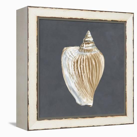 Shell on Slate VI-Megan Meagher-Framed Stretched Canvas