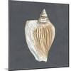 Shell on Slate VI-Megan Meagher-Mounted Art Print