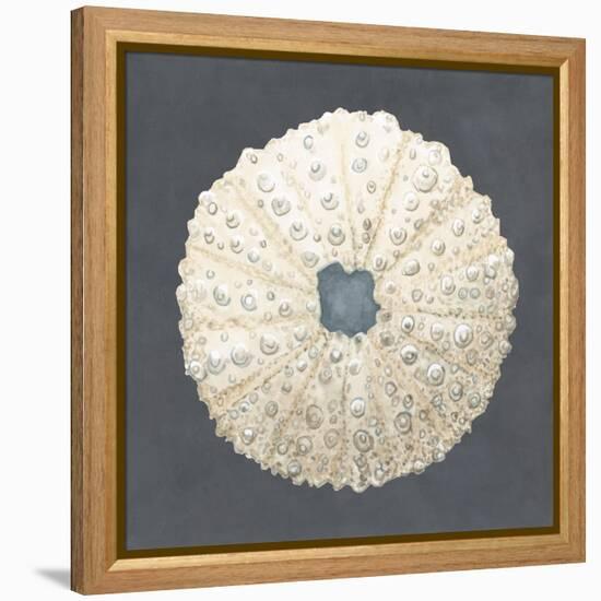 Shell on Slate VII-Megan Meagher-Framed Stretched Canvas