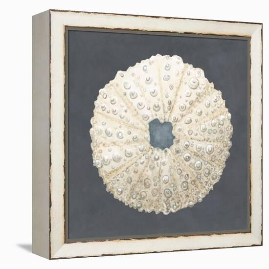 Shell on Slate VII-Megan Meagher-Framed Stretched Canvas