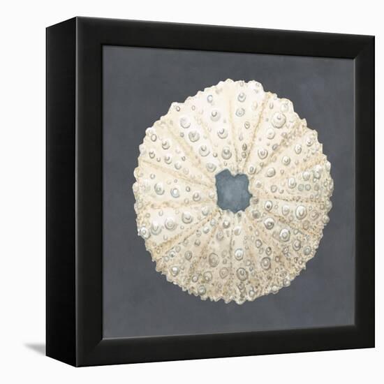 Shell on Slate VII-Megan Meagher-Framed Stretched Canvas