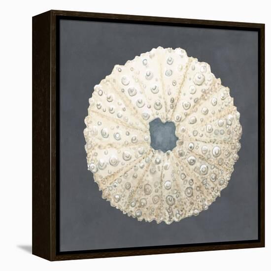 Shell on Slate VII-Megan Meagher-Framed Stretched Canvas