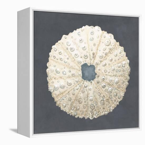 Shell on Slate VII-Megan Meagher-Framed Stretched Canvas