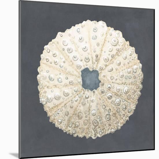 Shell on Slate VII-Megan Meagher-Mounted Art Print