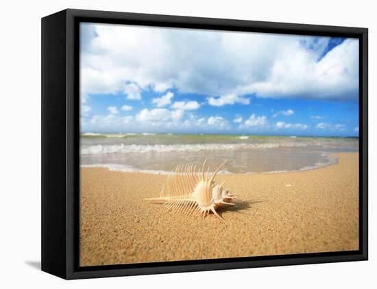 Shell on the Beach-null-Framed Premier Image Canvas