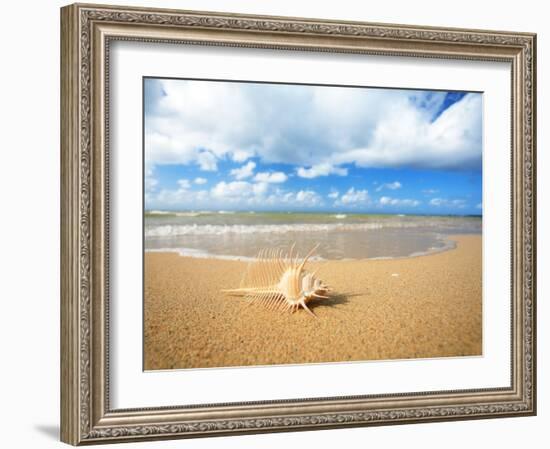 Shell on the Beach-null-Framed Photographic Print