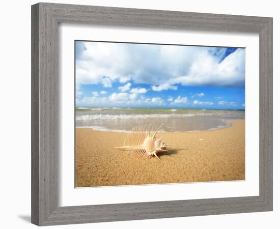 Shell on the Beach-null-Framed Photographic Print