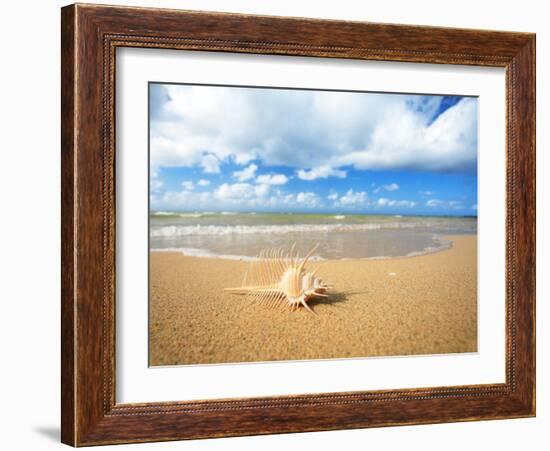 Shell on the Beach-null-Framed Photographic Print