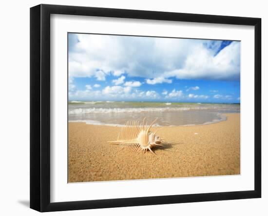 Shell on the Beach-null-Framed Photographic Print