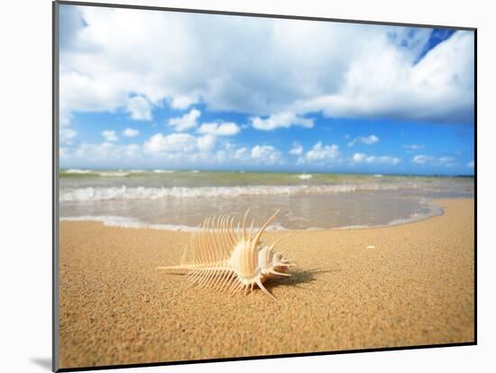 Shell on the Beach-null-Mounted Photographic Print