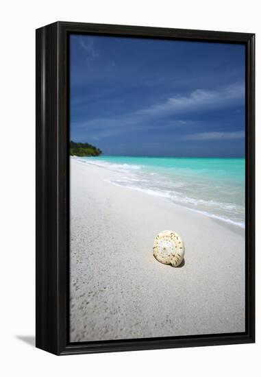 Shell on Tropical Beach, Maldives, Indian Ocean, Asia-Sakis Papadopoulos-Framed Premier Image Canvas