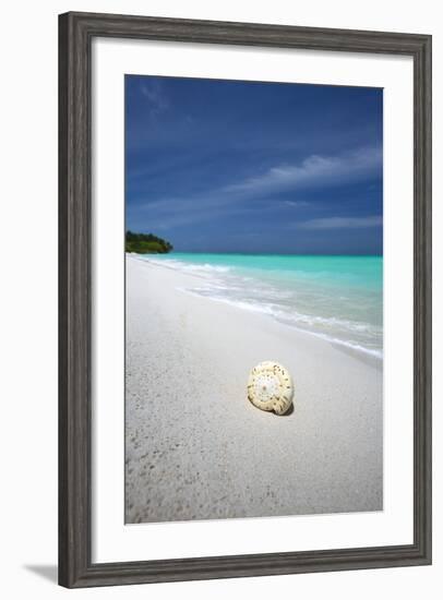 Shell on Tropical Beach, Maldives, Indian Ocean, Asia-Sakis Papadopoulos-Framed Photographic Print