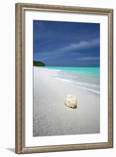 Shell on Tropical Beach, Maldives, Indian Ocean, Asia-Sakis Papadopoulos-Framed Photographic Print