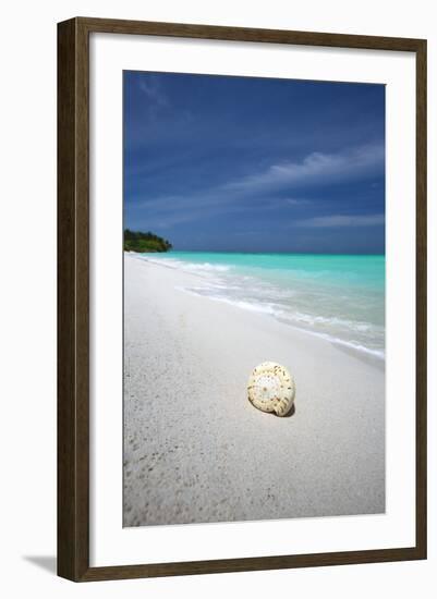 Shell on Tropical Beach, Maldives, Indian Ocean, Asia-Sakis Papadopoulos-Framed Photographic Print