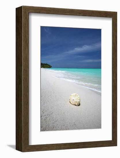 Shell on Tropical Beach, Maldives, Indian Ocean, Asia-Sakis Papadopoulos-Framed Photographic Print