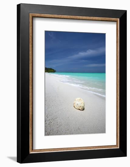 Shell on Tropical Beach, Maldives, Indian Ocean, Asia-Sakis Papadopoulos-Framed Photographic Print
