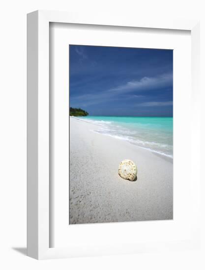 Shell on Tropical Beach, Maldives, Indian Ocean, Asia-Sakis Papadopoulos-Framed Photographic Print