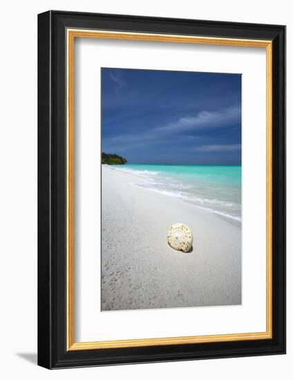 Shell on Tropical Beach, Maldives, Indian Ocean, Asia-Sakis Papadopoulos-Framed Photographic Print