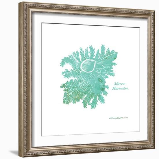 Shell on White I-Gwendolyn Babbitt-Framed Art Print