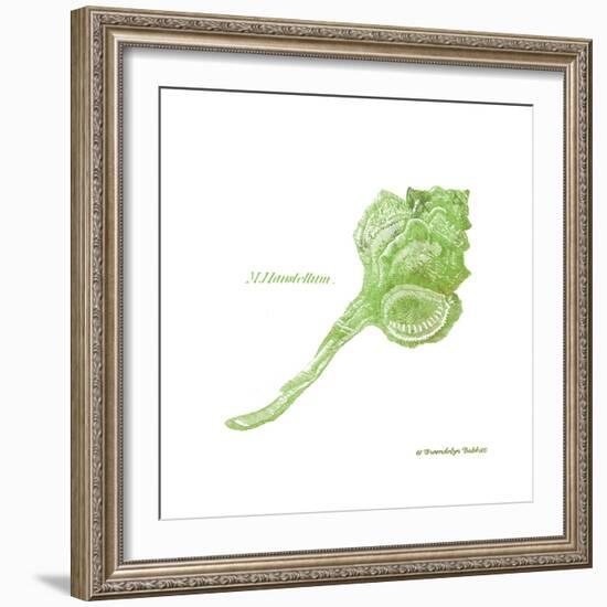 Shell on White IV-Gwendolyn Babbitt-Framed Art Print