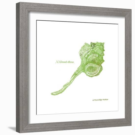 Shell on White IV-Gwendolyn Babbitt-Framed Art Print