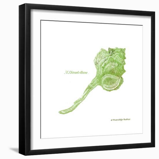 Shell on White IV-Gwendolyn Babbitt-Framed Art Print