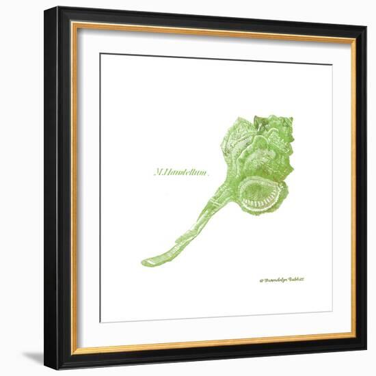 Shell on White IV-Gwendolyn Babbitt-Framed Art Print