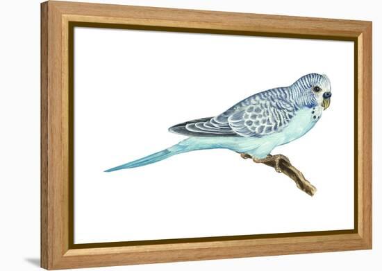 Shell Parakeet (Melopsittacus Undulatus), Birds-Encyclopaedia Britannica-Framed Stretched Canvas