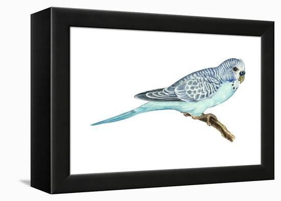 Shell Parakeet (Melopsittacus Undulatus), Birds-Encyclopaedia Britannica-Framed Stretched Canvas