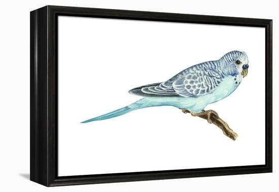 Shell Parakeet (Melopsittacus Undulatus), Birds-Encyclopaedia Britannica-Framed Stretched Canvas