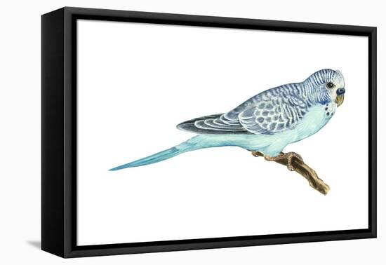 Shell Parakeet (Melopsittacus Undulatus), Birds-Encyclopaedia Britannica-Framed Stretched Canvas