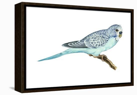 Shell Parakeet (Melopsittacus Undulatus), Birds-Encyclopaedia Britannica-Framed Stretched Canvas
