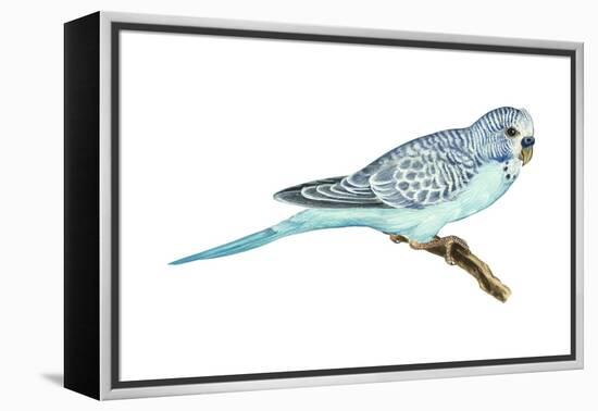 Shell Parakeet (Melopsittacus Undulatus), Birds-Encyclopaedia Britannica-Framed Stretched Canvas