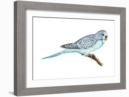 Shell Parakeet (Melopsittacus Undulatus), Birds-Encyclopaedia Britannica-Framed Art Print