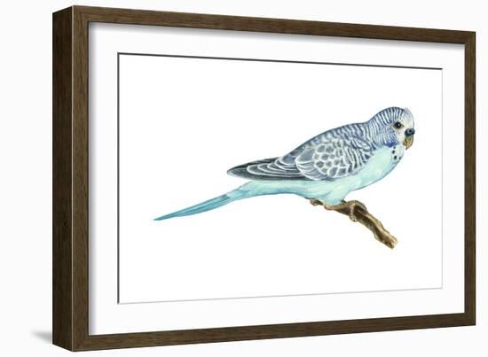 Shell Parakeet (Melopsittacus Undulatus), Birds-Encyclopaedia Britannica-Framed Art Print