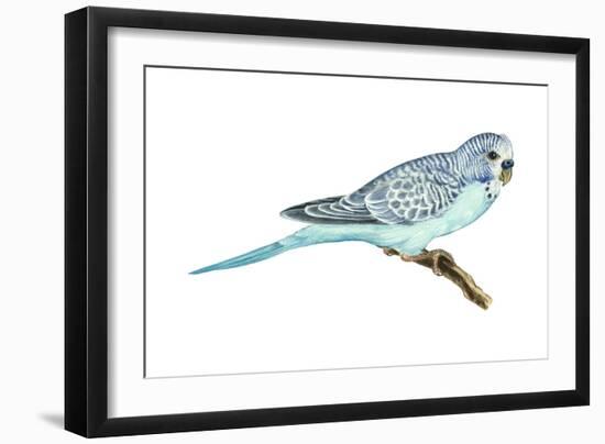 Shell Parakeet (Melopsittacus Undulatus), Birds-Encyclopaedia Britannica-Framed Art Print