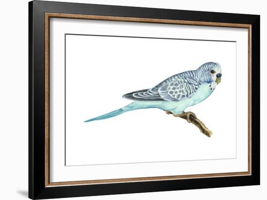 Shell Parakeet (Melopsittacus Undulatus), Birds-Encyclopaedia Britannica-Framed Art Print