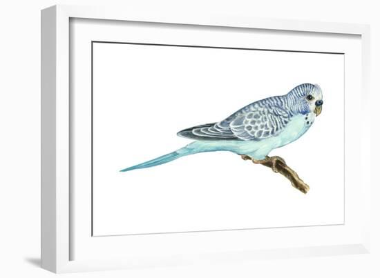 Shell Parakeet (Melopsittacus Undulatus), Birds-Encyclopaedia Britannica-Framed Art Print