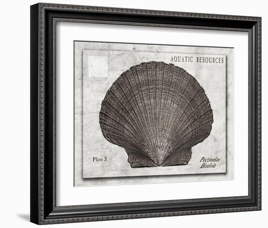 Shell: Pectinidae Bivalvia, Scallops-Christine Zalewski-Framed Art Print